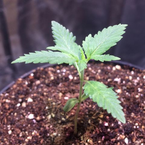 24k Gold growlog photo: primeira rega de genetics one 2ml