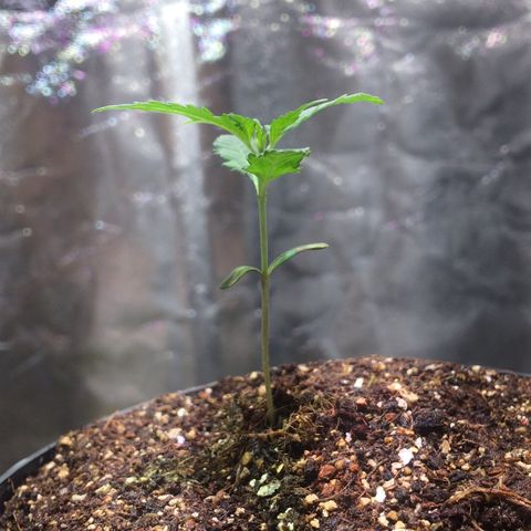 24k Gold growlog photo: primeira rega de genetics one 2ml