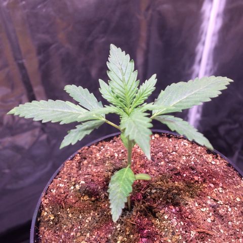 24k Gold growlog photo: 3 nó desenvolvendo