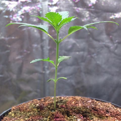 24k Gold growlog photo: 3 nó desenvolvendo