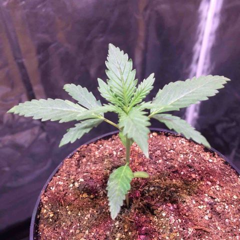 24k Gold growlog timeline photo