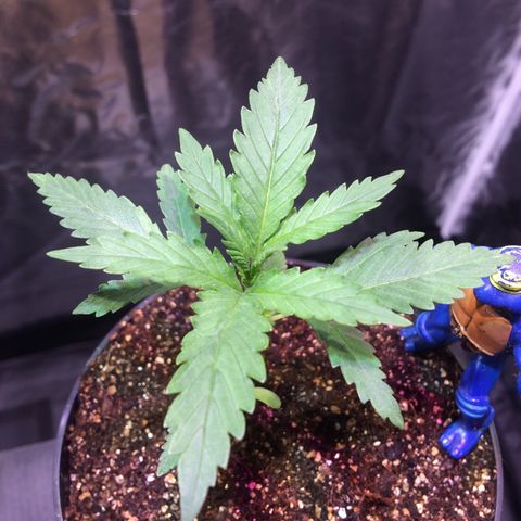 24k Gold growlog timeline photo