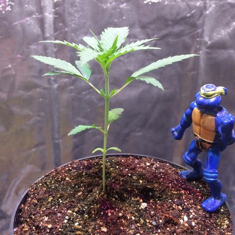 24k Gold growlog timeline photo