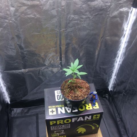 24k Gold growlog photo: dia 1 da fase vegetativa 