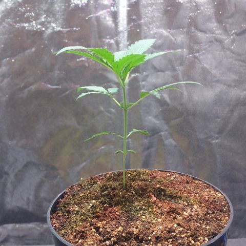 24k Gold growlog photo: dia 1 da fase vegetativa 
