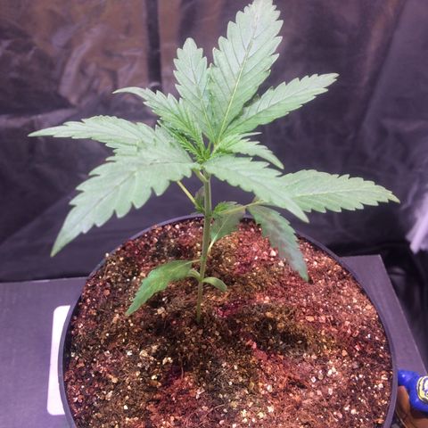 24k Gold growlog photo: dia 1 da fase vegetativa 