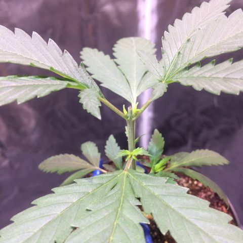 24k Gold growlog photo: poda top feita ontem, cicatrizada