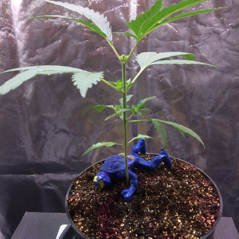 24k Gold growlog photo: poda top feita ontem, cicatrizada