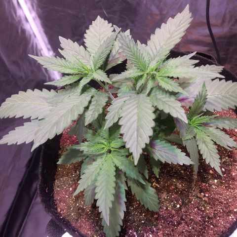 24k Gold growlog photo: transplante feito do vaso de 1l para o de 11l