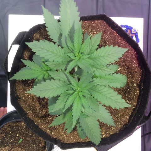 24k Gold growlog photo: transplante feito do vaso de 1l para o de 11l