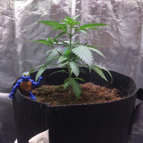 24k Gold growlog photo: transplante feito do vaso de 1l para o de 11l