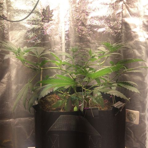 24k Gold growlog photo: Foi feito LST