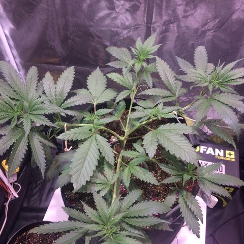 24k Gold growlog photo: Foi feito LST