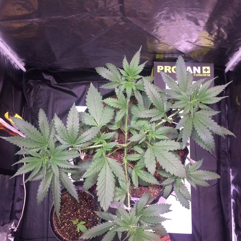 24k Gold growlog photo: Foi feito LST