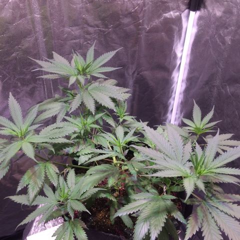 24k Gold growlog timeline photo