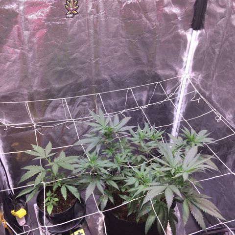 24k Gold growlog photo: Scrog aplicado, rega com agua