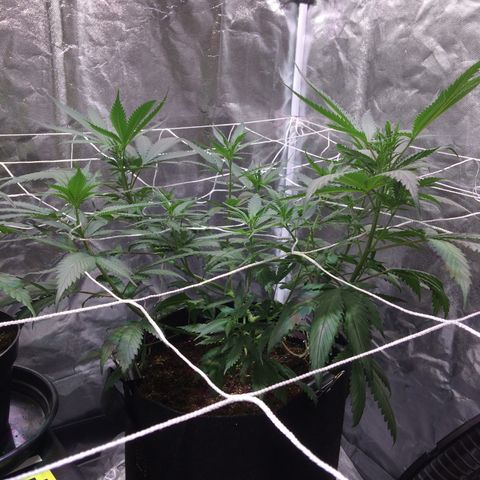 24k Gold growlog photo: Scrog aplicado, rega com agua