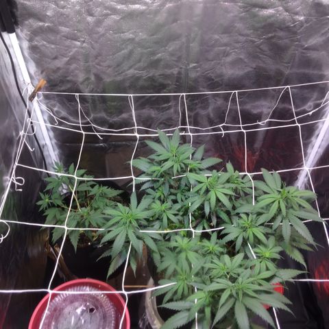 24k Gold growlog photo: la luna esta llena mi planta esguia 🌕🎶
40 dias de vega, crescendo rápido nesses dias de lua crescente 