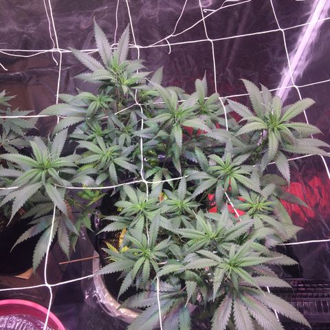 24k Gold growlog photo: passou sede mas passa bem