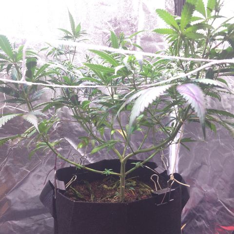 24k Gold growlog photo: passou sede mas passa bem