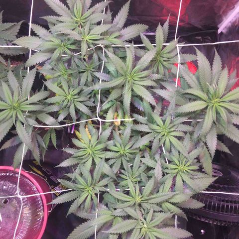 24k Gold growlog timeline photo