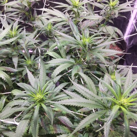 24k Gold growlog timeline photo