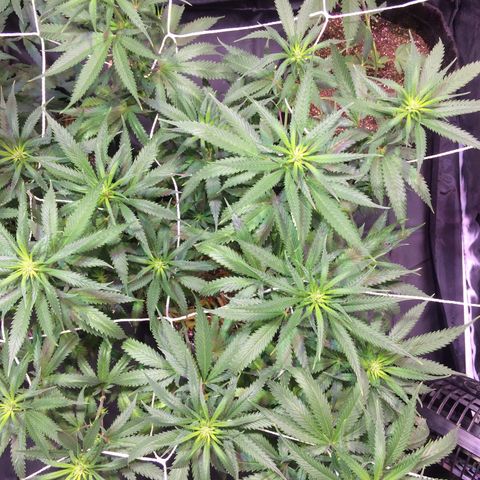 24k Gold growlog timeline photo