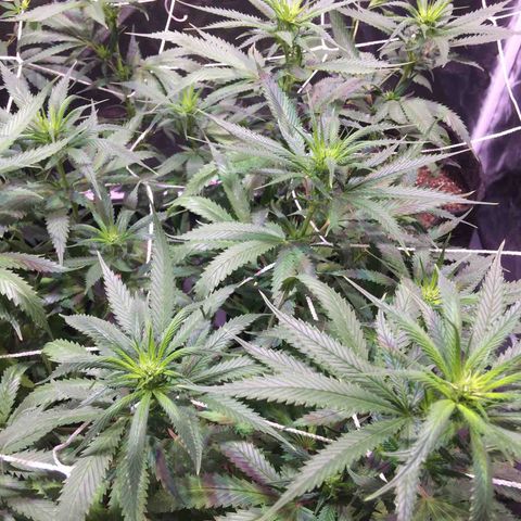 24k Gold growlog timeline photo