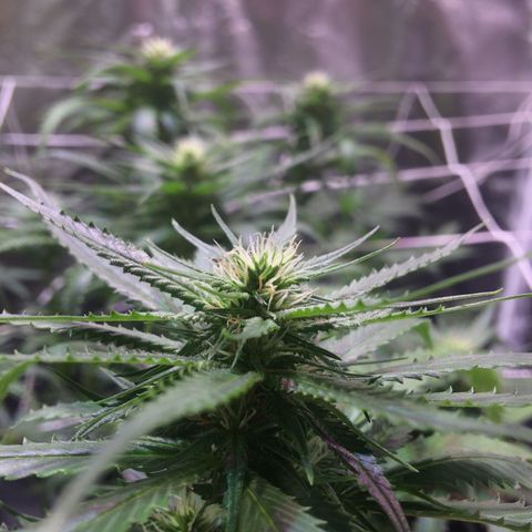 24k Gold growlog timeline photo