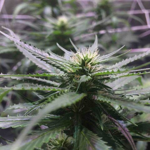 24k Gold growlog timeline photo