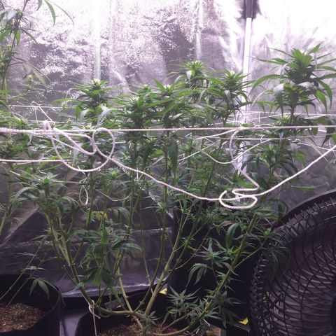 24k Gold growlog timeline photo