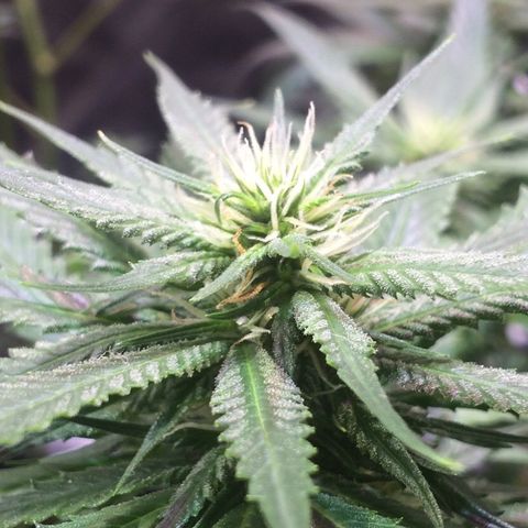 24k Gold growlog timeline photo