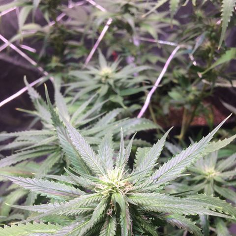 24k Gold growlog timeline photo