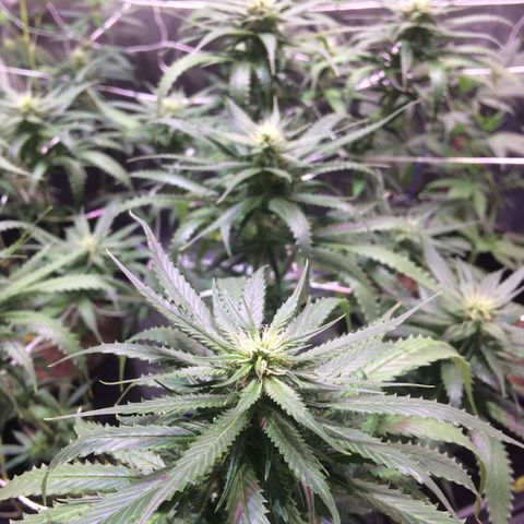 24k Gold growlog timeline photo