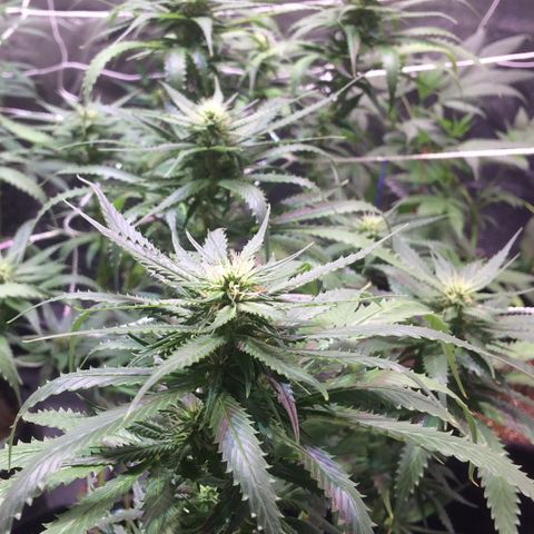 24k Gold growlog timeline photo