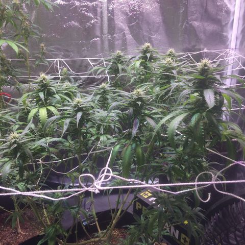 24k Gold growlog timeline photo