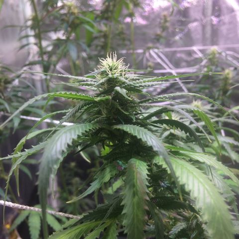 24k Gold growlog timeline photo