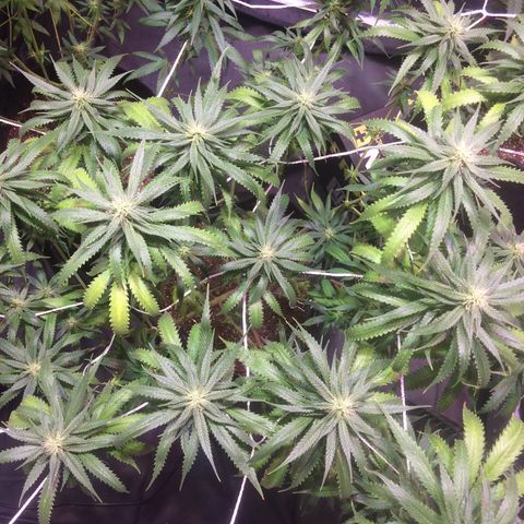 24k Gold growlog timeline photo