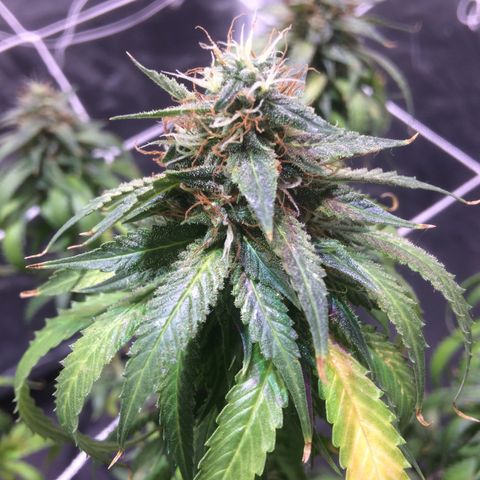 24k Gold growlog timeline photo