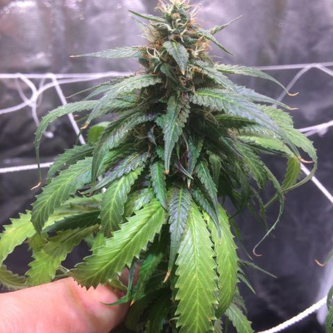 24k Gold growlog timeline photo