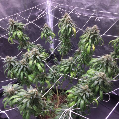 24k Gold growlog timeline photo