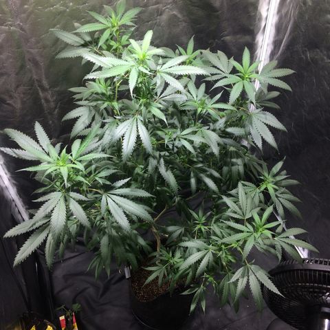 24k Gold (clone01) growlog timeline photo