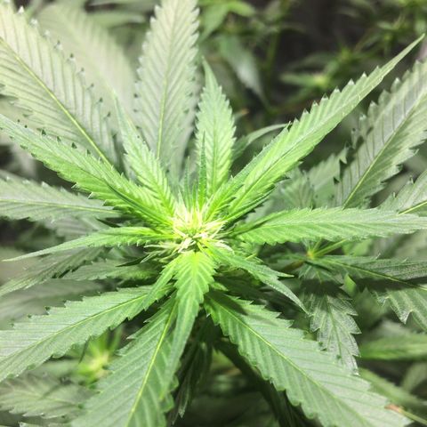 24k Gold (clone01) growlog photo: indo pra 3 semana de flora