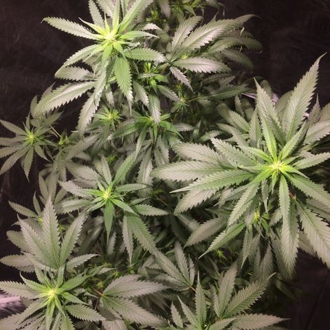 24k Gold (clone01) growlog photo: indo pra 3 semana de flora