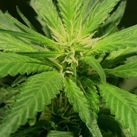 24k Gold (clone01) growlog timeline photo