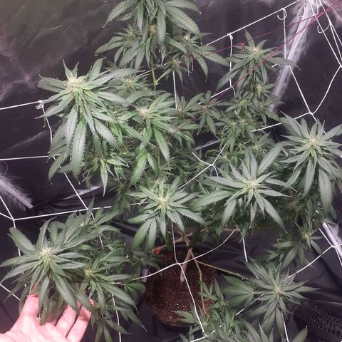 24k Gold (clone01) growlog photo: início da 6 semana