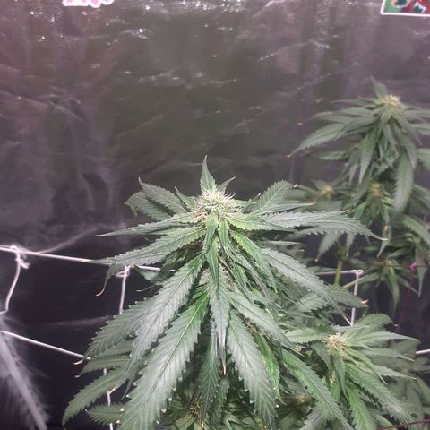 24k Gold (clone01) growlog photo: início da 6 semana