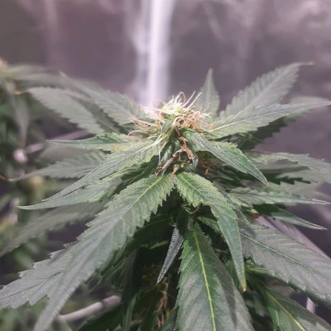 24k Gold (clone01) growlog photo: início da 6 semana