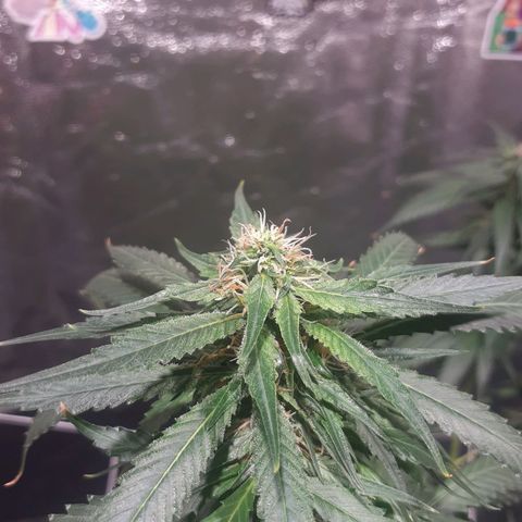 24k Gold (clone01) growlog photo: início da 6 semana