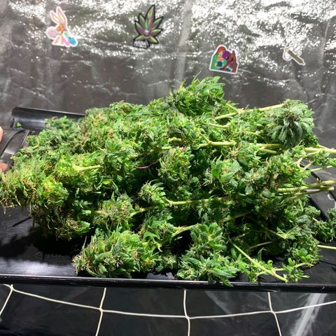 24k Gold (clone01) growlog timeline photo